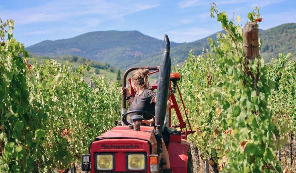 Photographie d'Angèle pendant les vendanges
